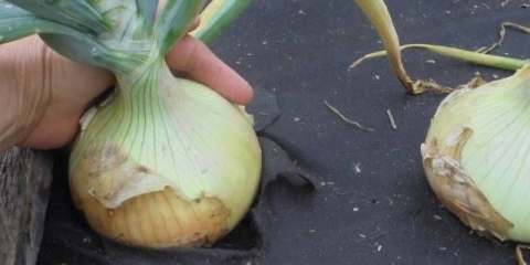 Sadnja izložbenih sadnica: kako i kada saditi